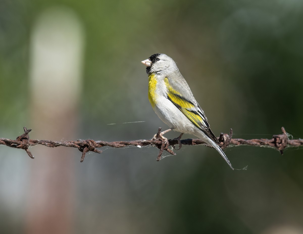 Lawrence's Goldfinch - ML449865141