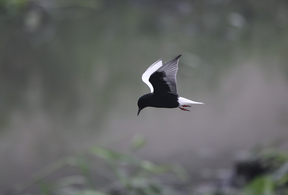 White-winged Tern - ML449867081