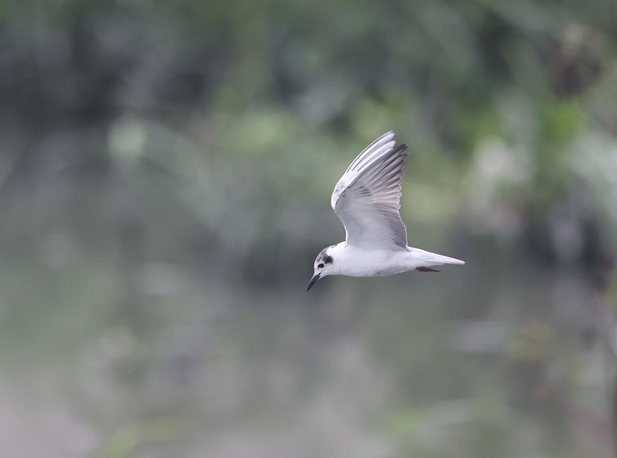 White-winged Tern - ML449867121