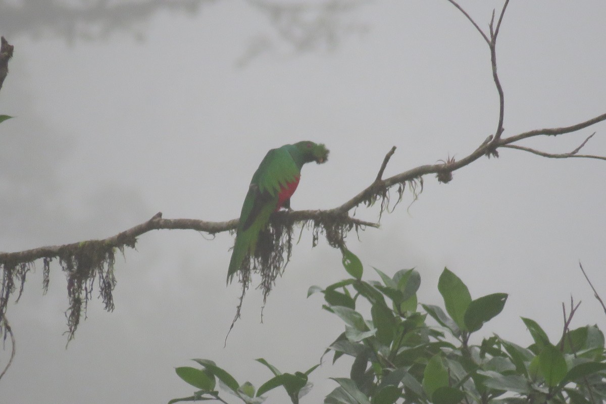 Crested Quetzal - ML44986811
