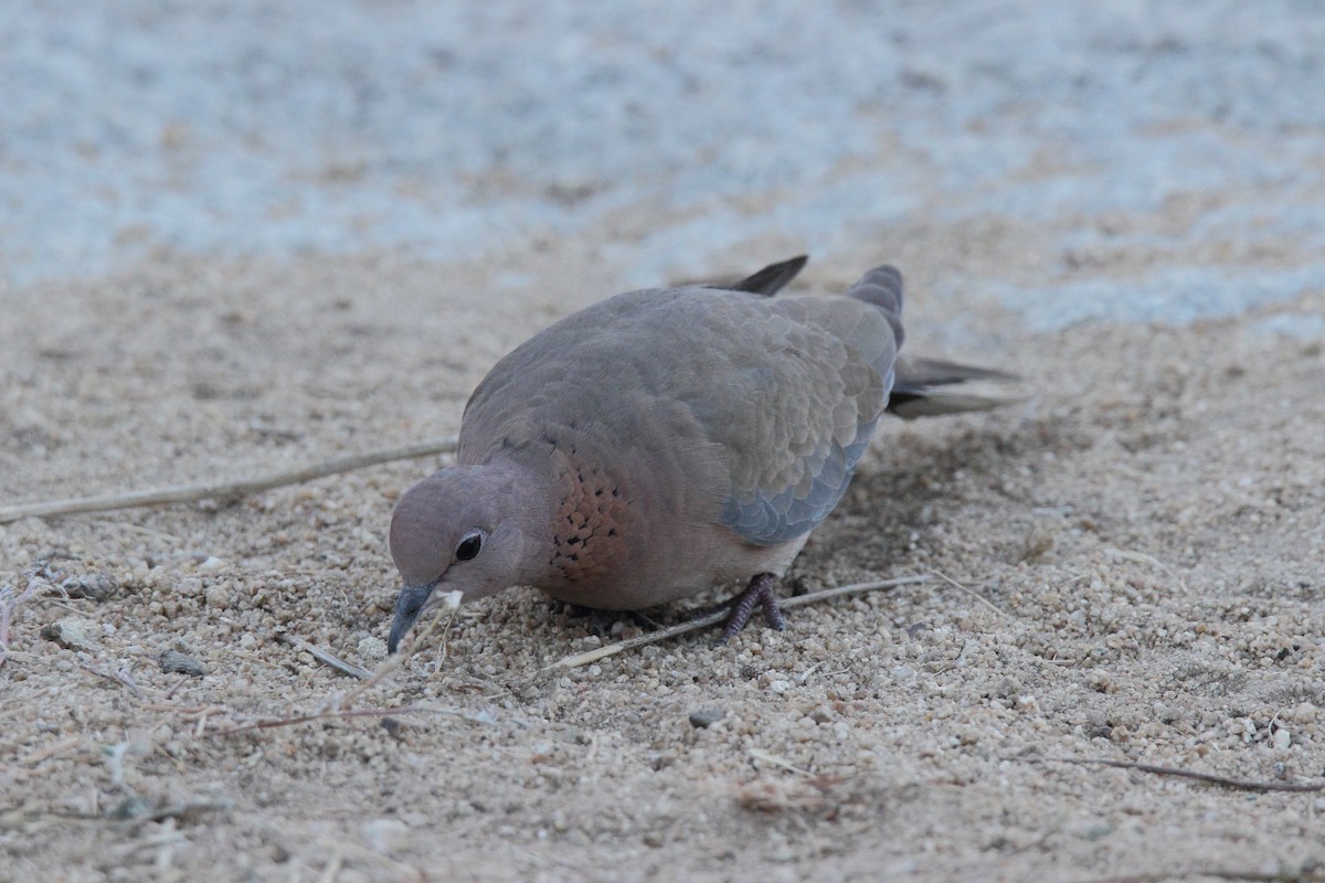 Laughing Dove - ML44986901
