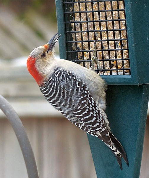 Red-bellied Woodpecker - Sharon Kennedy
