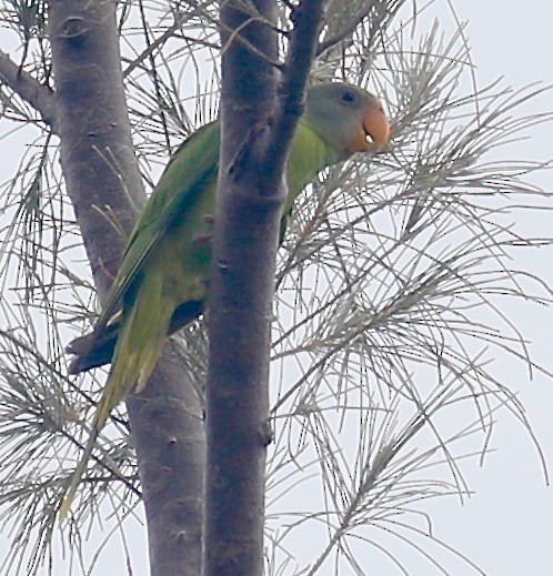 Gray-headed Parakeet - Mark  Hogarth