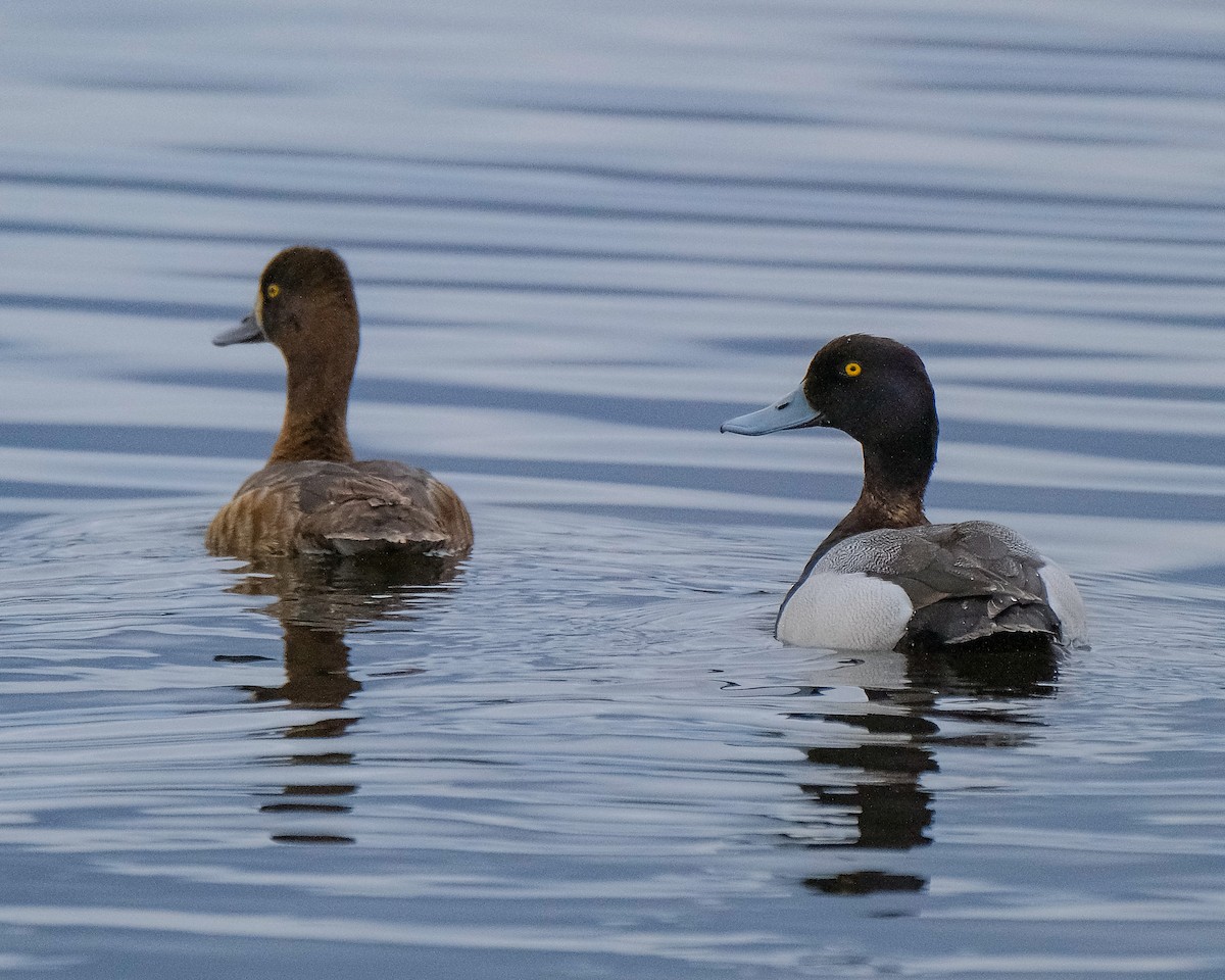 Greater Scaup - ML449872171
