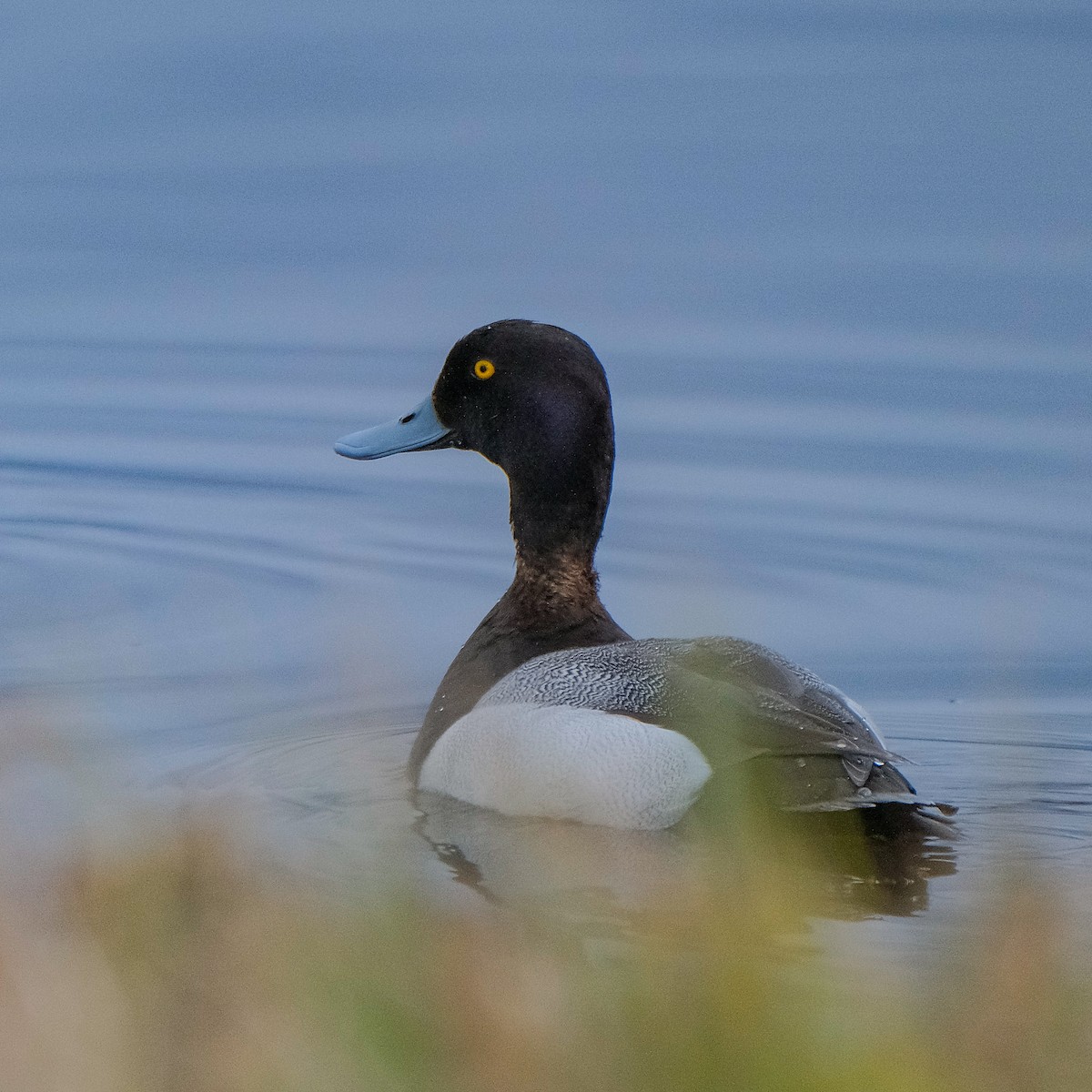 Greater Scaup - ML449872191