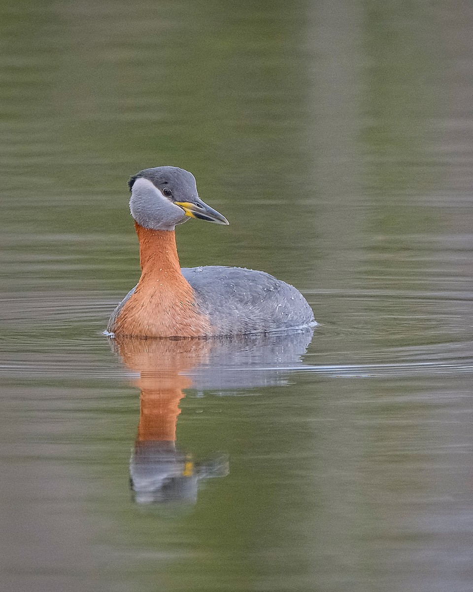 Red-necked Grebe - ML449872361