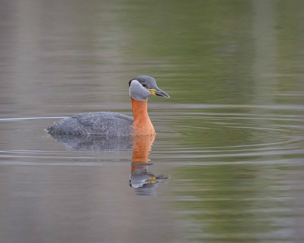 Red-necked Grebe - ML449872401