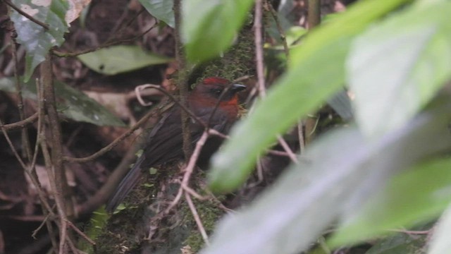 Red-throated Ant-Tanager - ML449873791