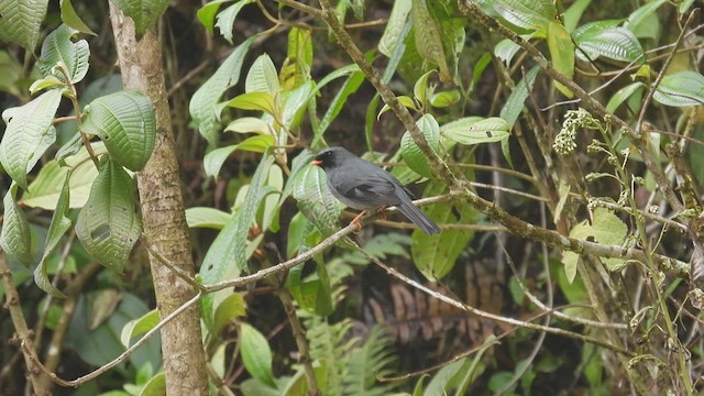 Black-faced Solitaire - ML449874801