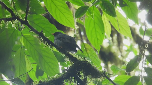 Black-faced Solitaire - ML449875671