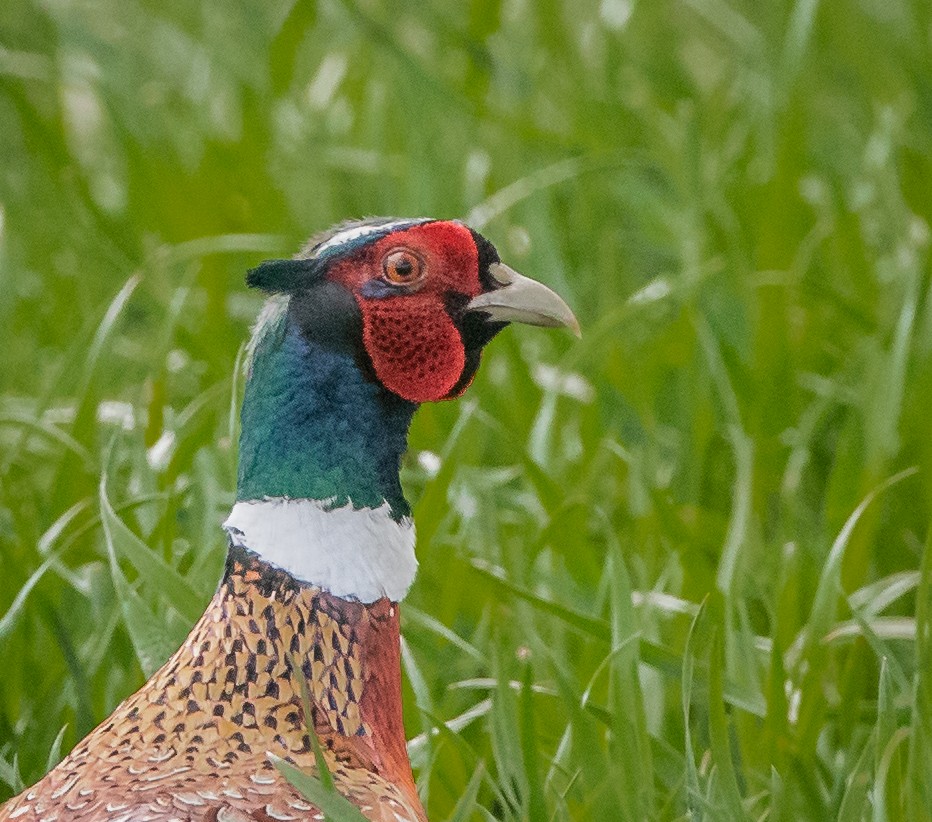 Ring-necked Pheasant - bj worth
