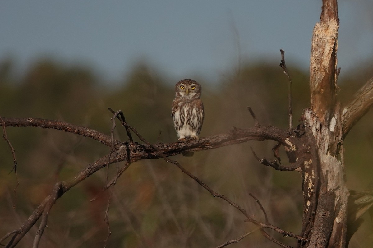 Pearl-spotted Owlet - ML449888051