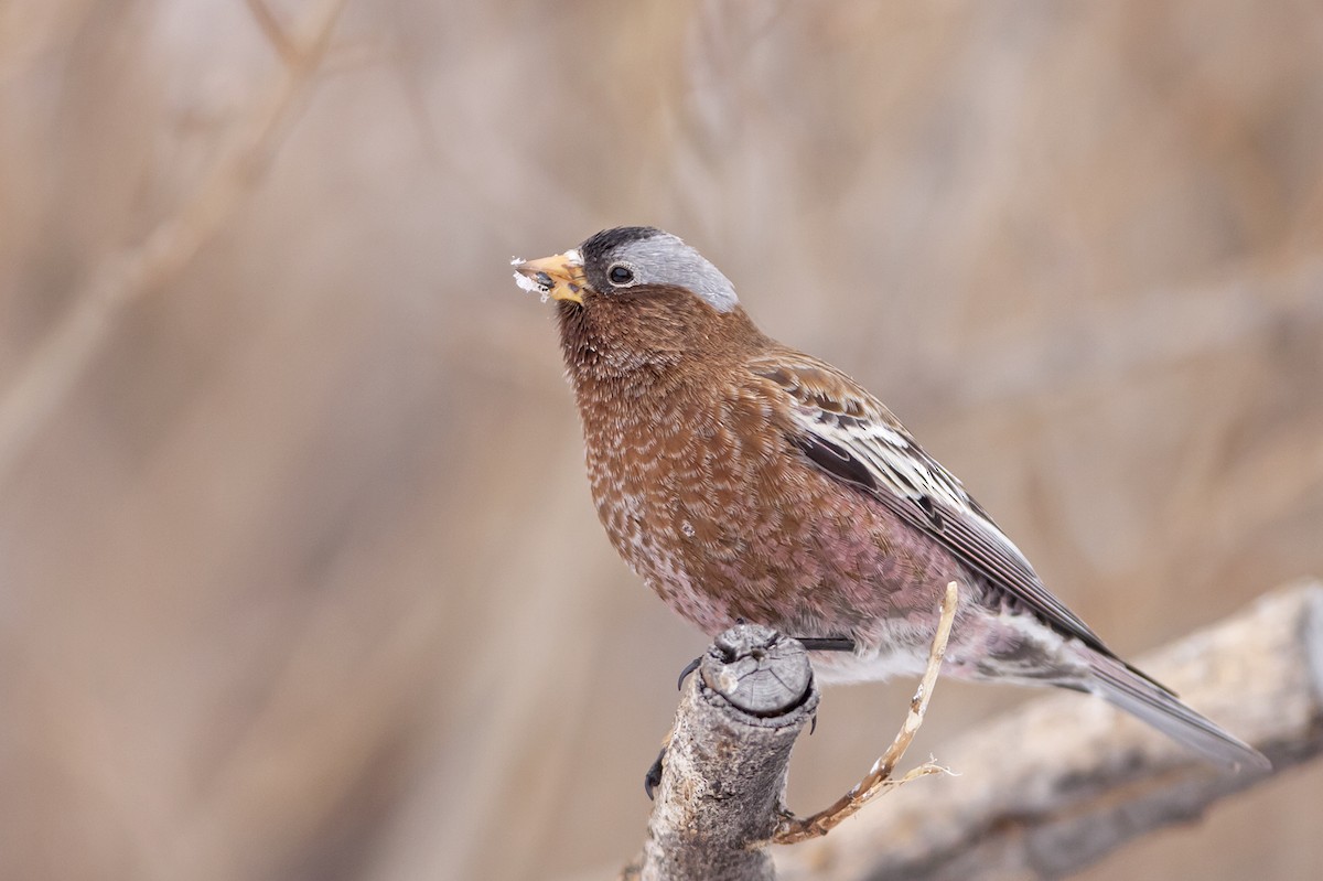 Gray-crowned Rosy-Finch (Gray-crowned) - ML44988851