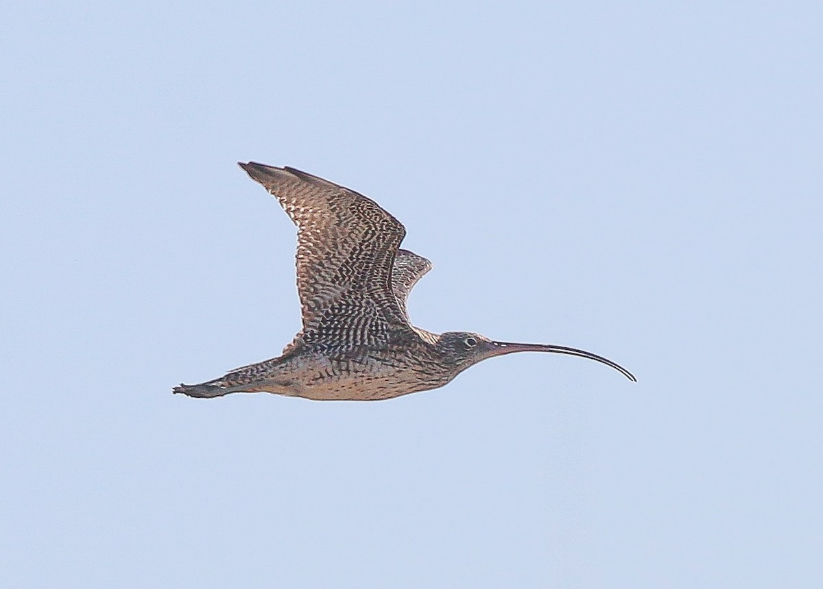 Far Eastern Curlew - Neoh Hor Kee