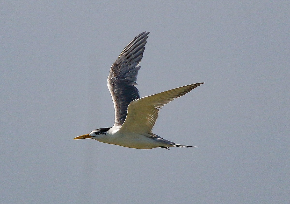 Great Crested Tern - ML449892741
