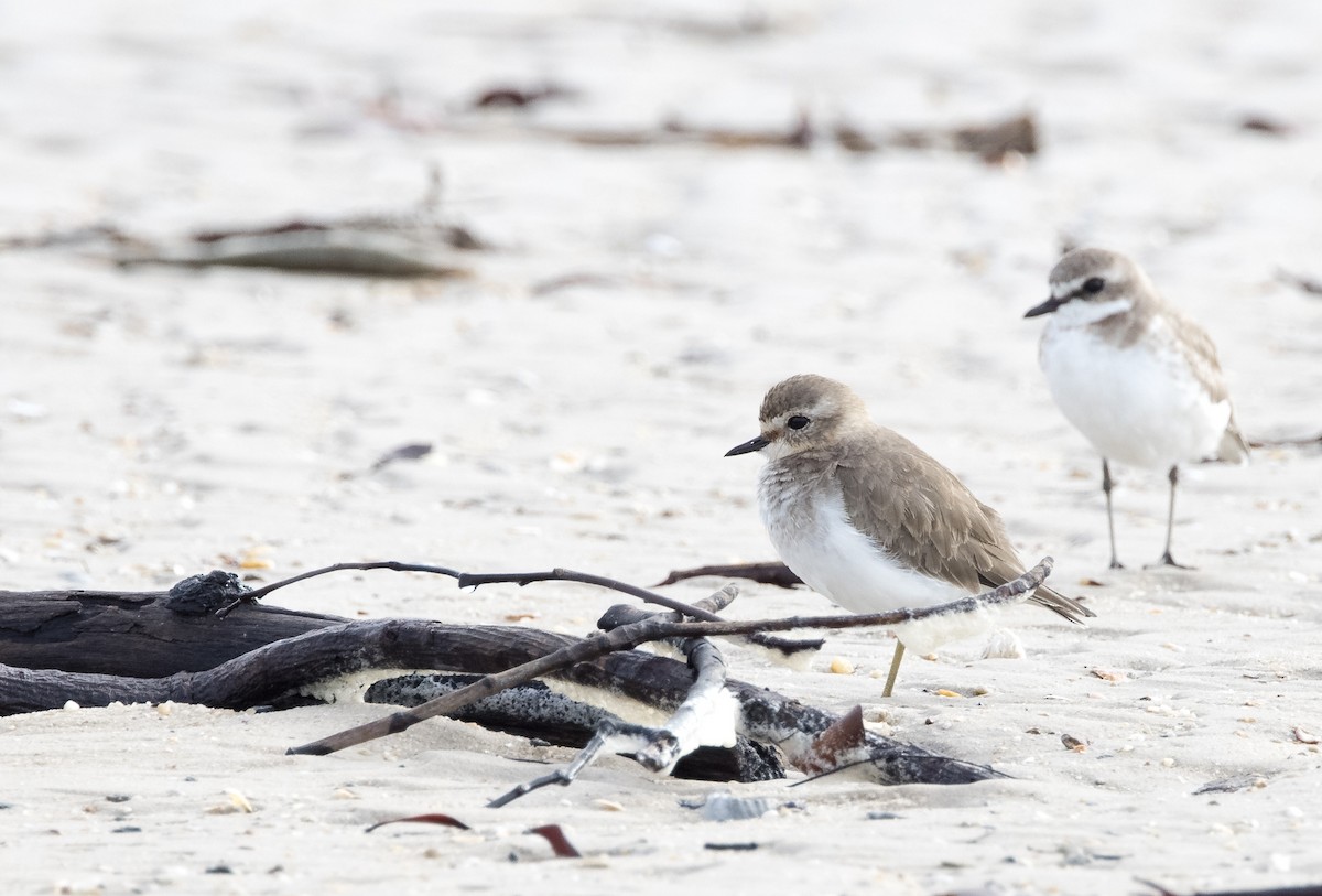 Double-banded Plover - ML449900671