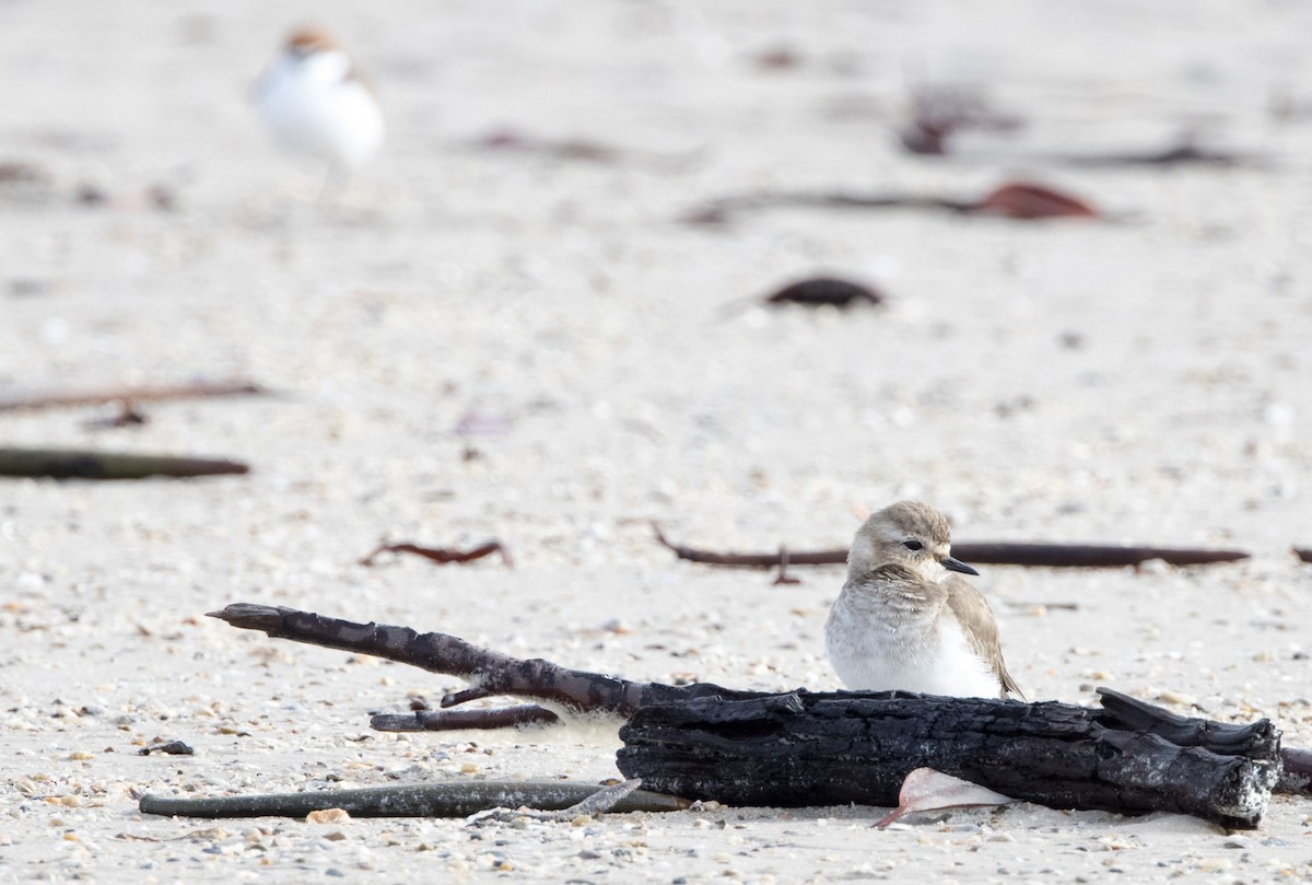 Double-banded Plover - ML449900691