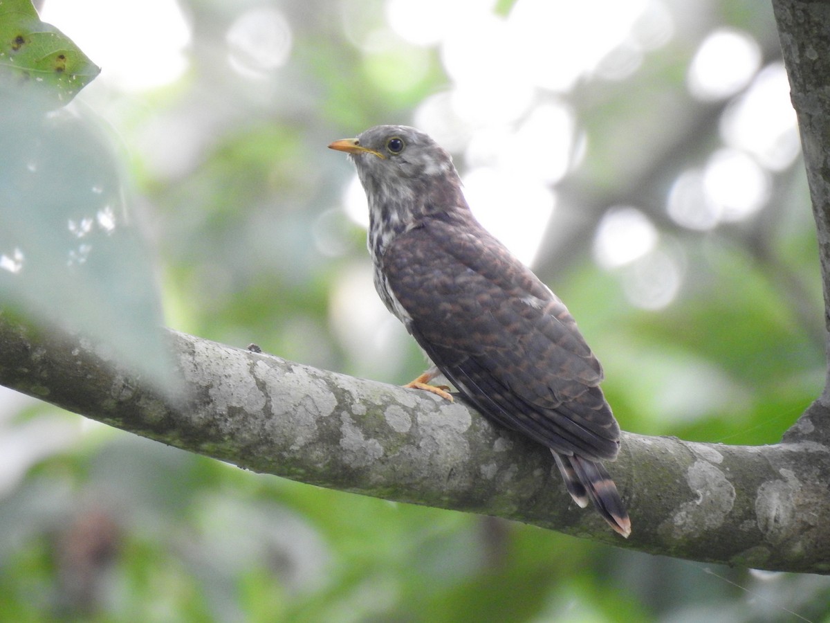 Common Hawk-Cuckoo - ML449900831