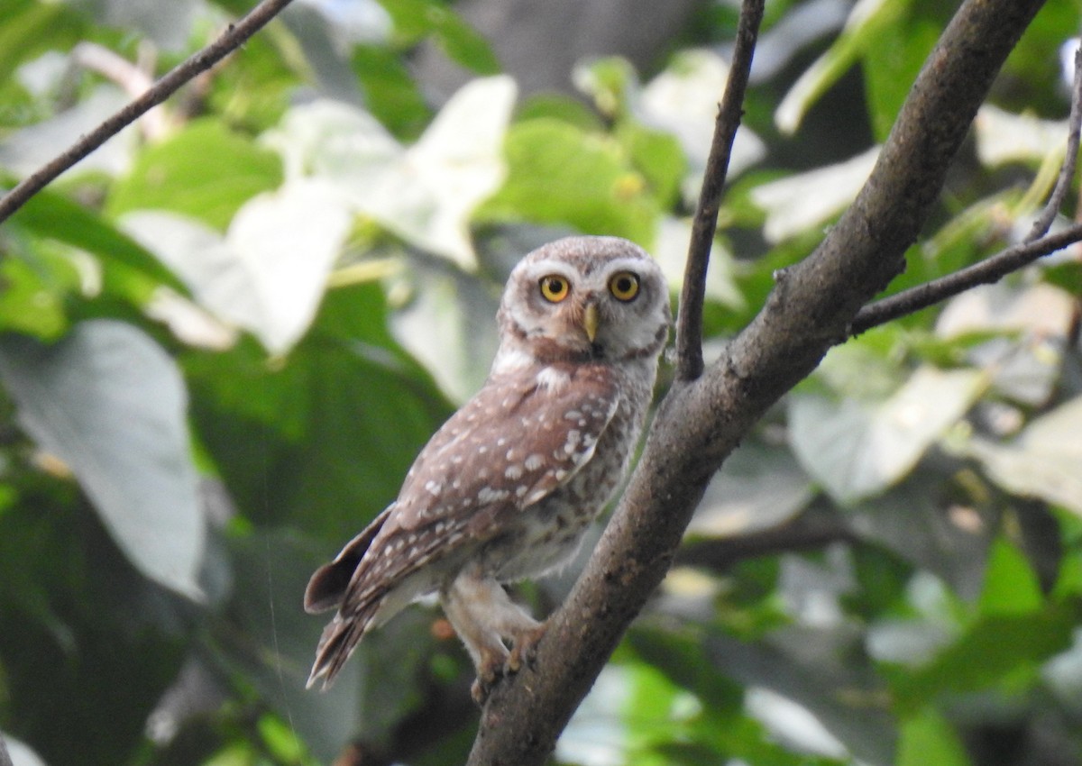 Spotted Owlet - Anonymous