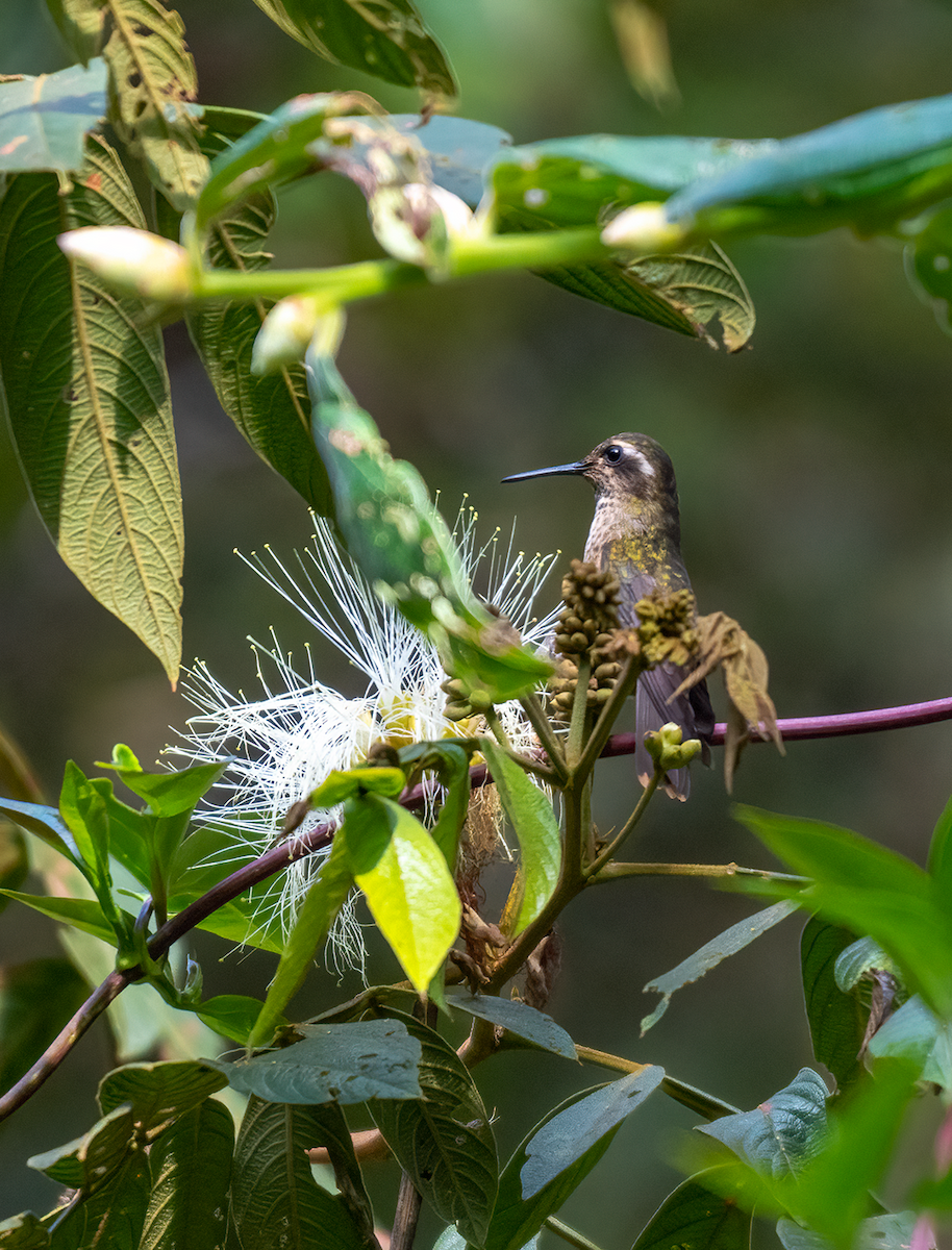 Speckled Hummingbird - Walker Aguilar