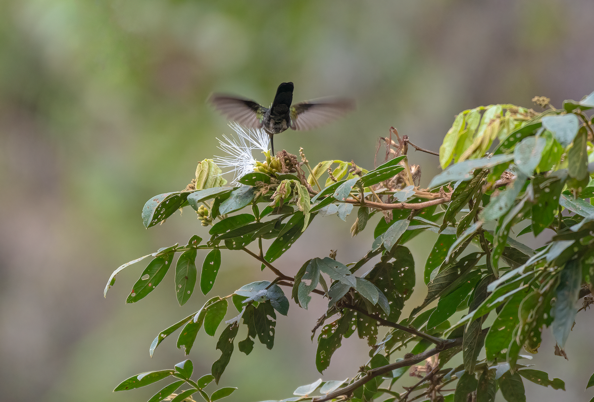 White-bellied Hummingbird - ML449903301