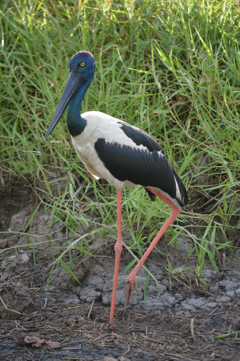 Black-necked Stork - ML449903971