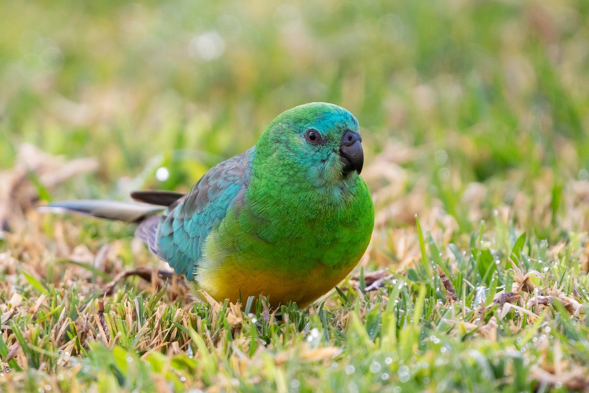 Red-rumped Parrot - ML449908691