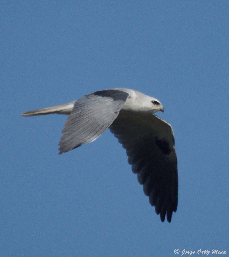 White-tailed Kite - ML44992241