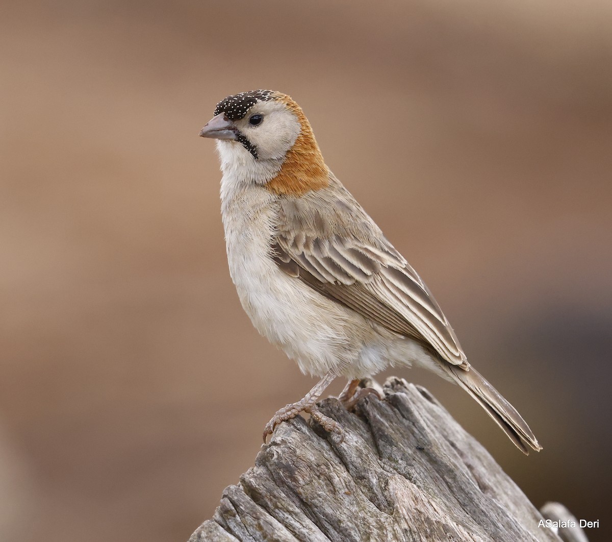 Speckle-fronted Weaver - ML449923031