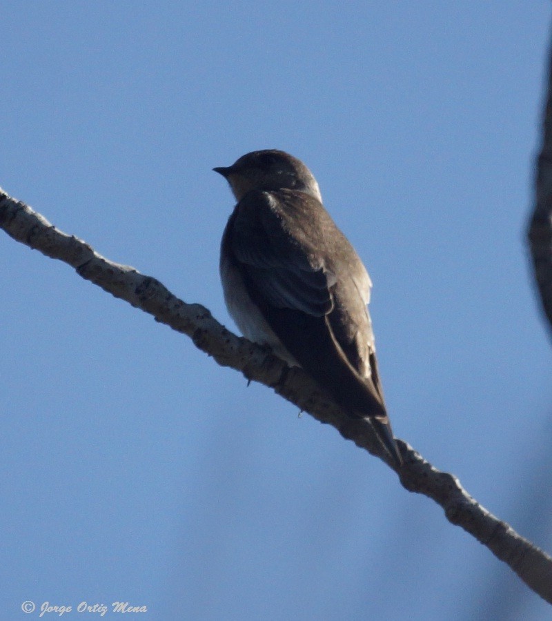 Northern Rough-winged Swallow - ML44992351