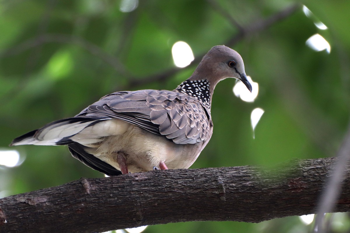 Spotted Dove - ML449925331