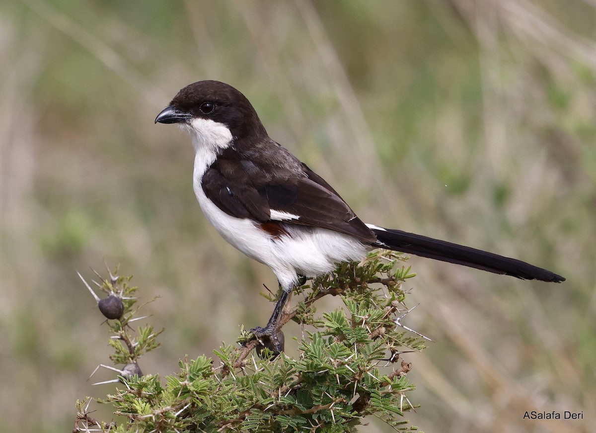 Long-tailed Fiscal - ML449929851