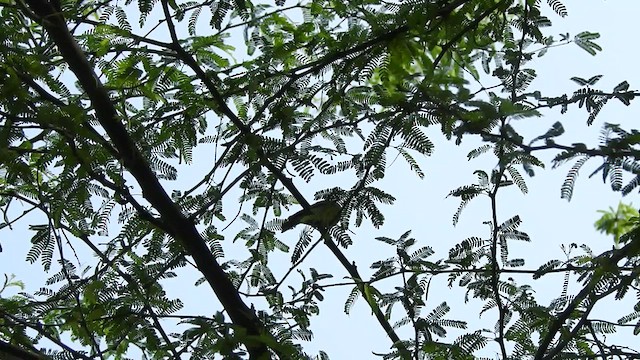 Brooks's Leaf Warbler - ML449930321