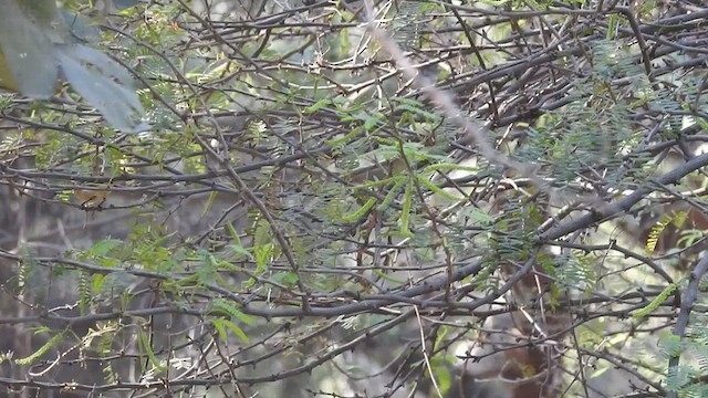 Brooks's Leaf Warbler - ML449933811