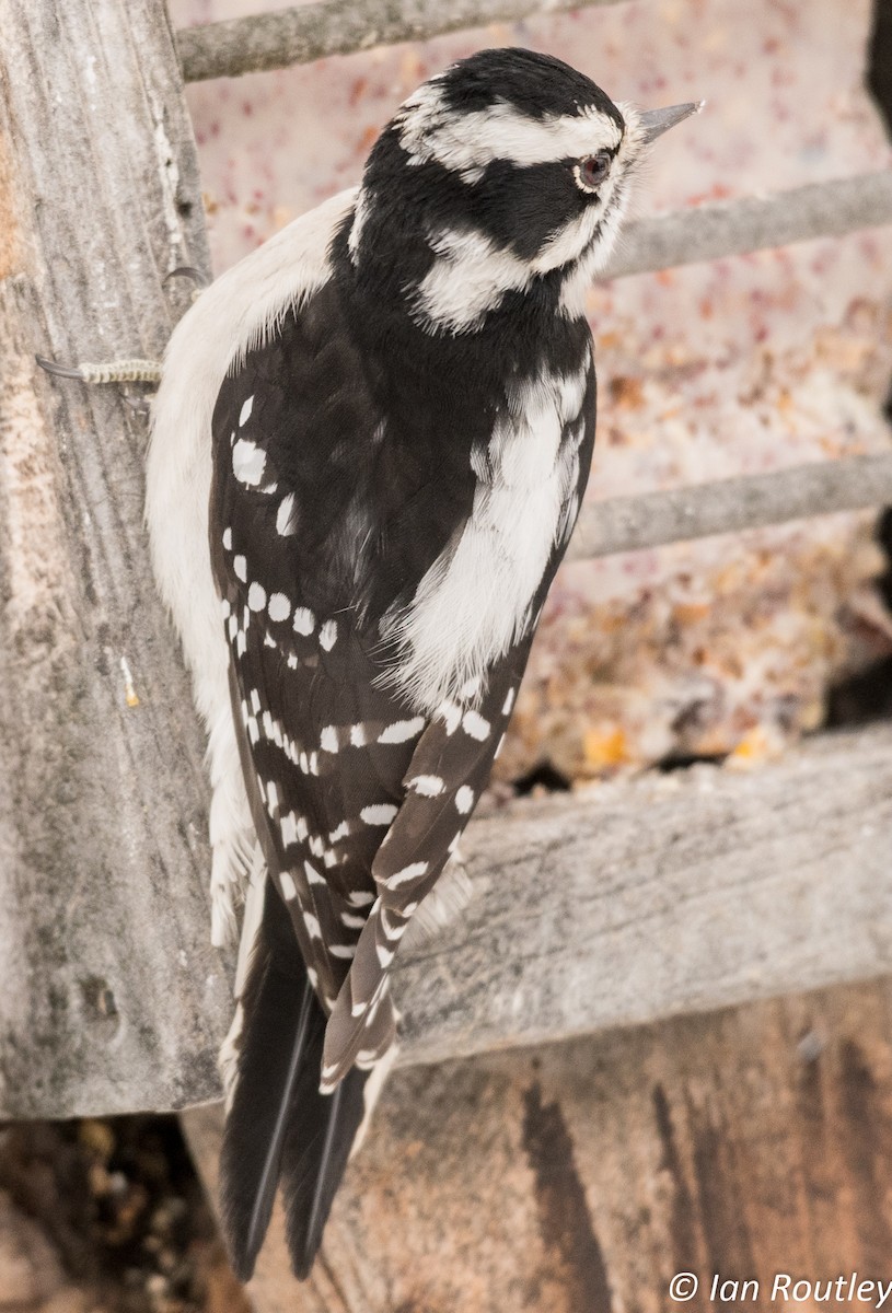 Downy Woodpecker - ML44993841