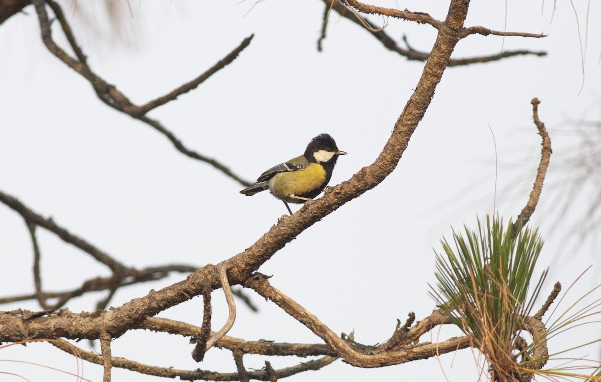 Green-backed Tit - ML449938591