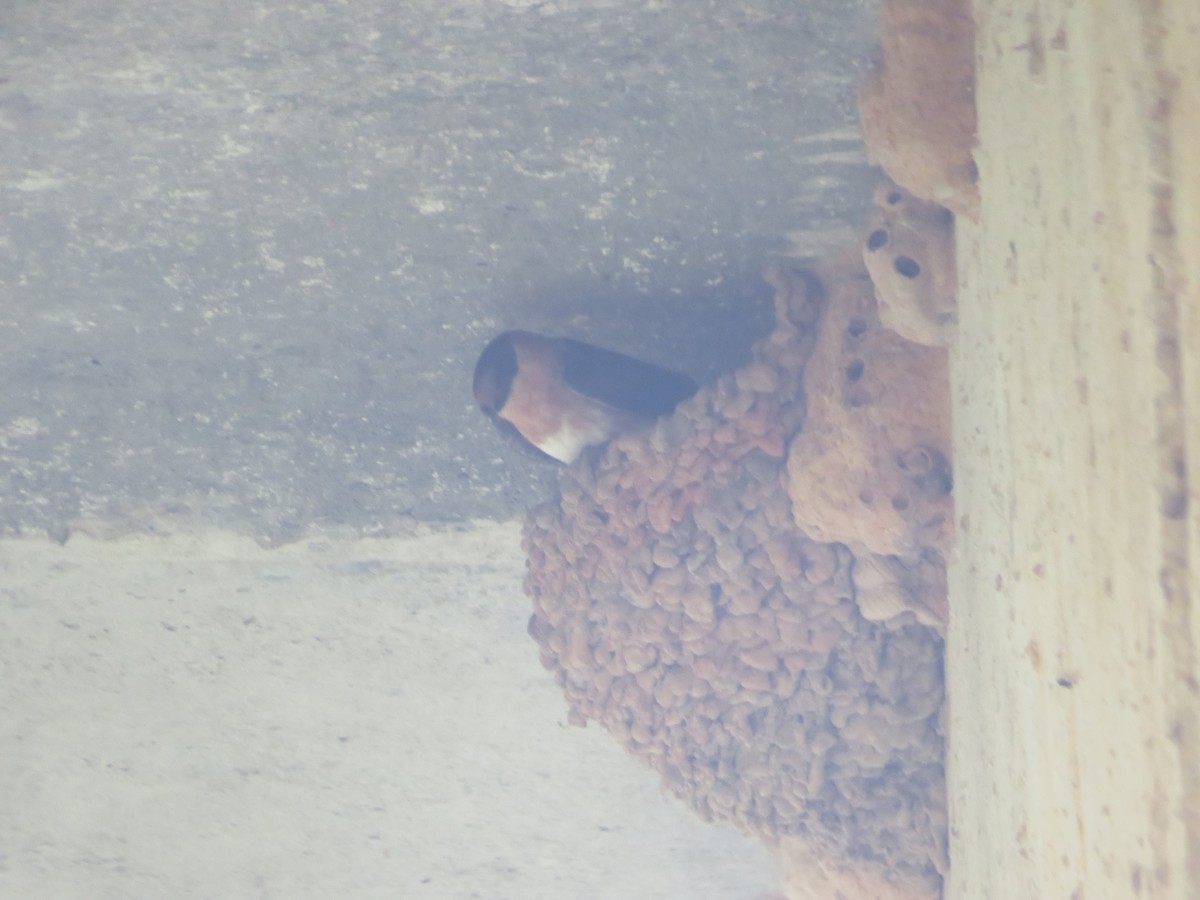 Cave Swallow - ML449947991