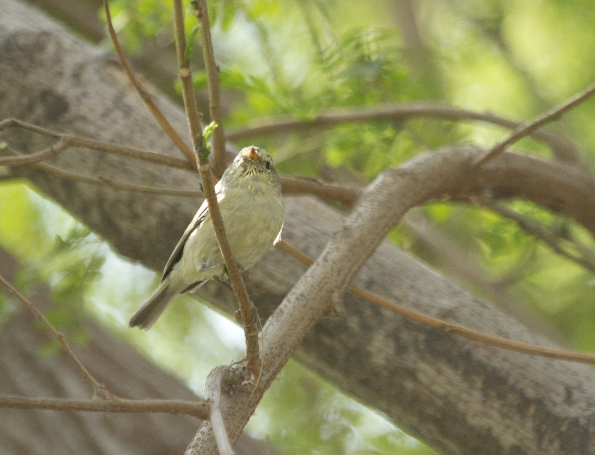 Brooks's Leaf Warbler - Puja Sharma
