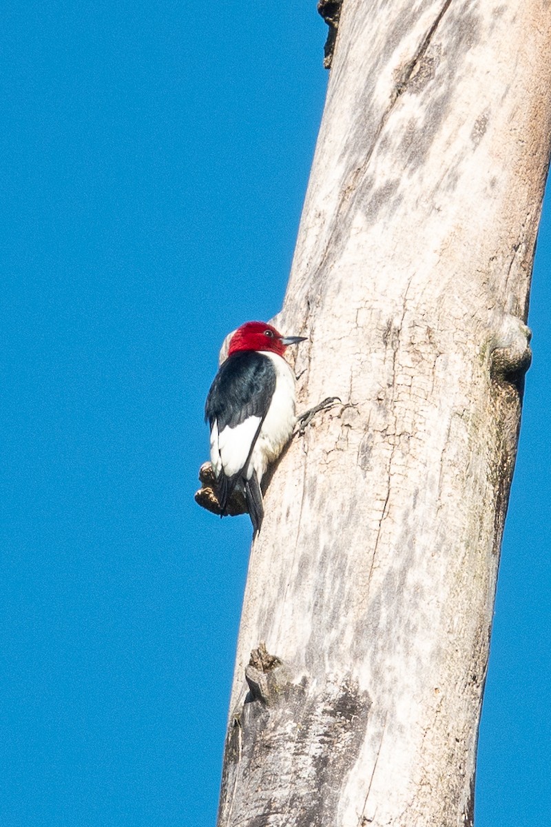 Red-headed Woodpecker - ML449951151