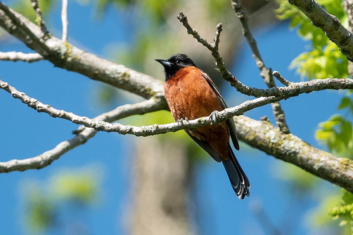 Orchard Oriole - ML449951891