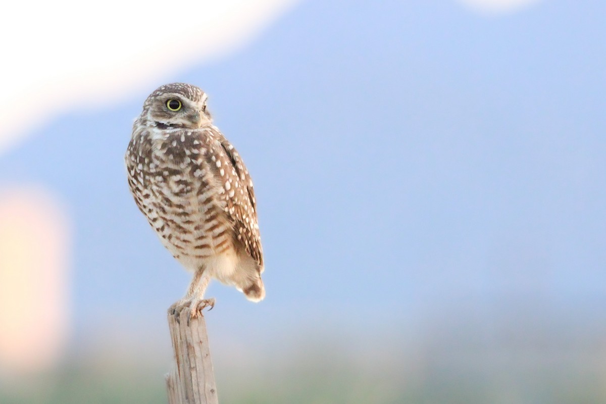 Burrowing Owl - ML449952261