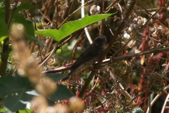 West African Seedeater - ML449952921