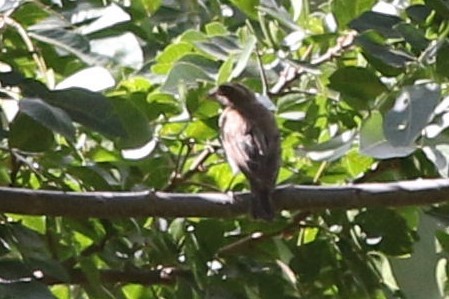 West African Seedeater - ML449952931