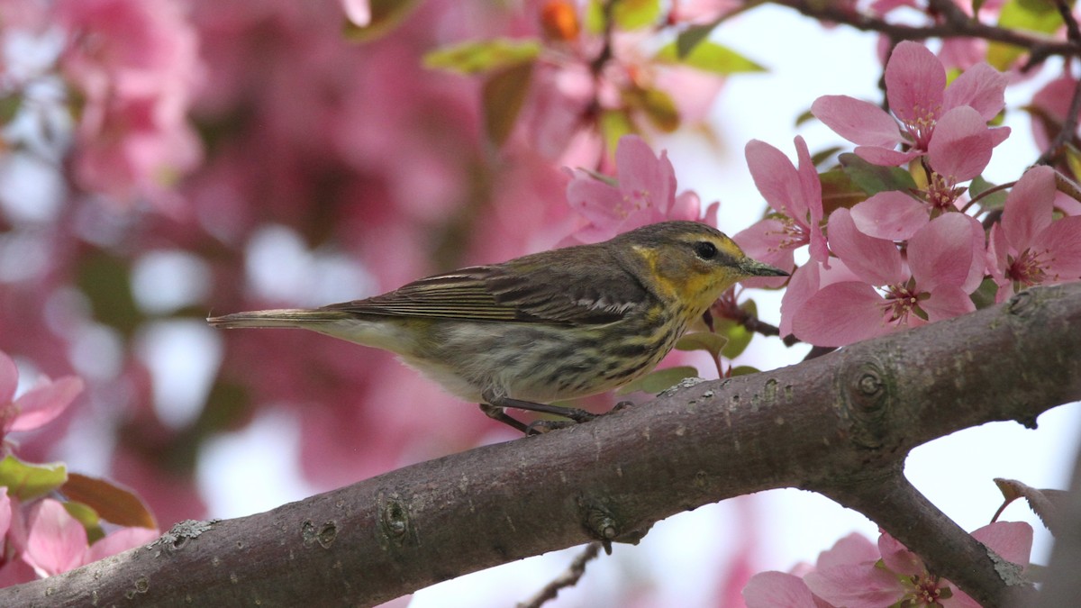 Cape May Warbler - ML449954781
