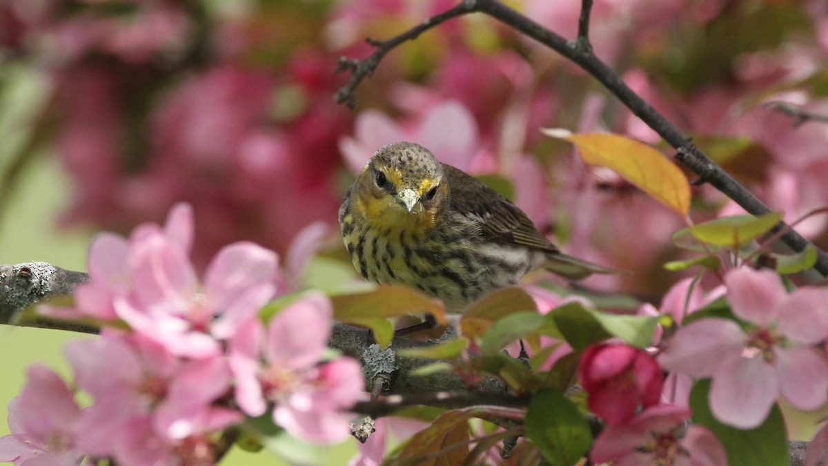Cape May Warbler - ML449954831