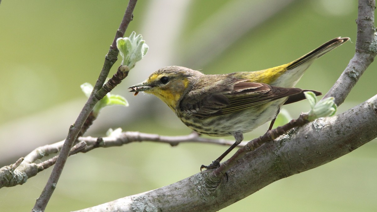 Cape May Warbler - ML449954841