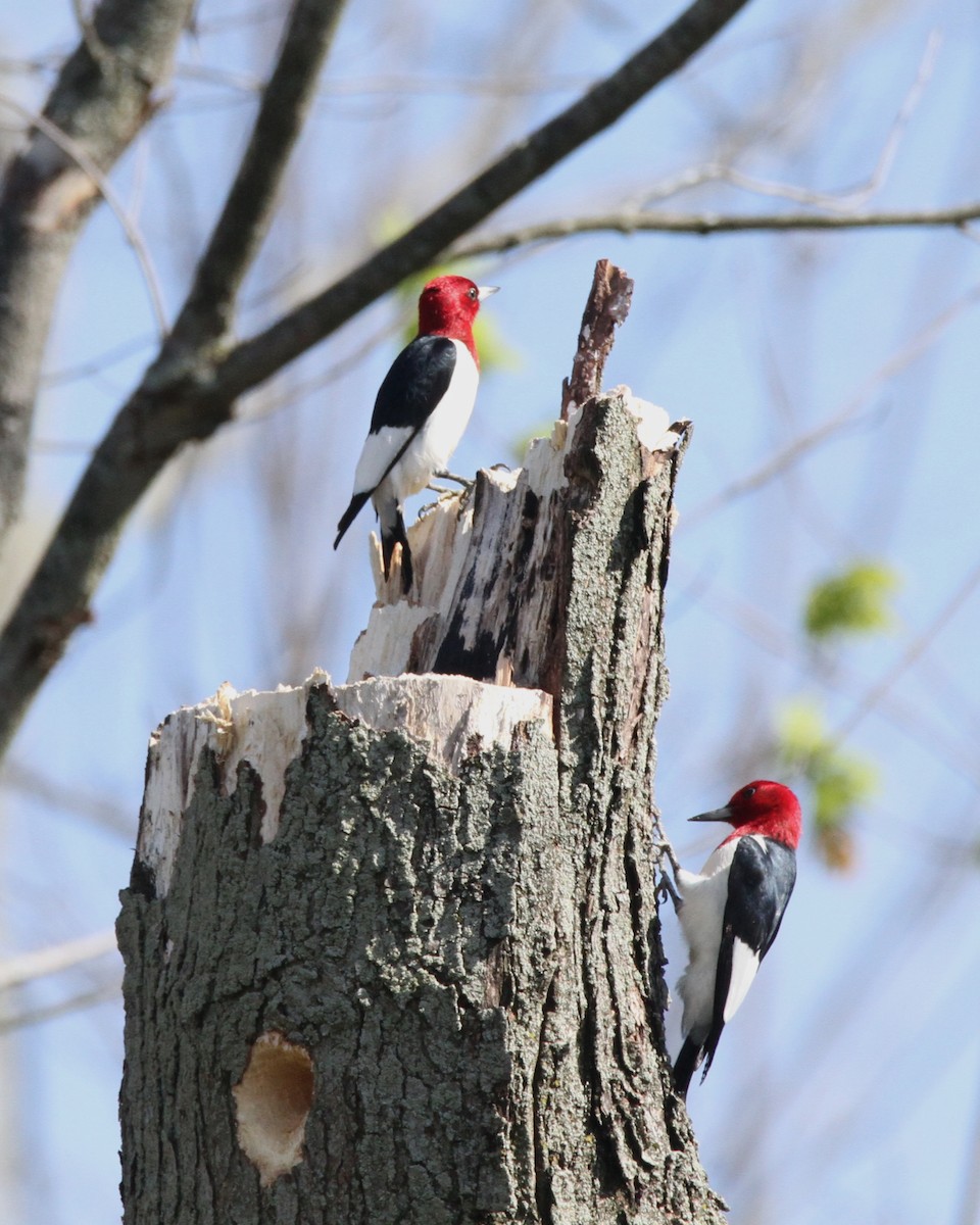 Red-headed Woodpecker - ML449955361