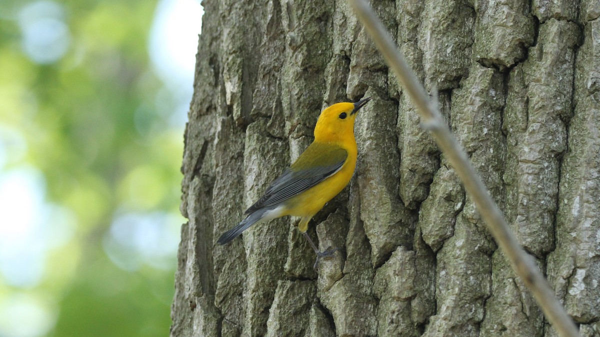 Prothonotary Warbler - ML449956161