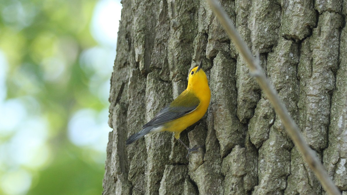 Prothonotary Warbler - ML449956171