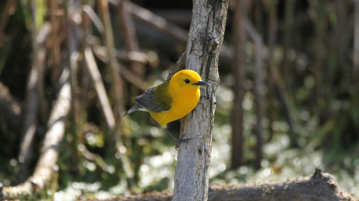 Prothonotary Warbler - ML449956181